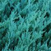 Blue Chip Juniper #1 - Image 2
